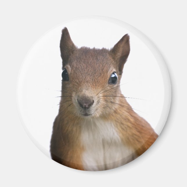 Squirrel Portrait Magnet (Front)