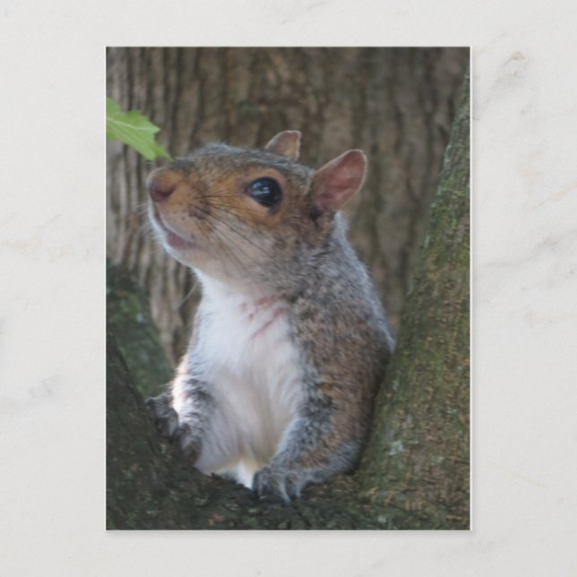 Squirrel Portrait Postcard (Front)