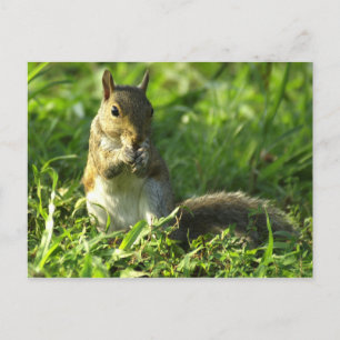 Squirrel portrait postcard