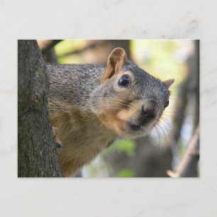 Squirrel post card