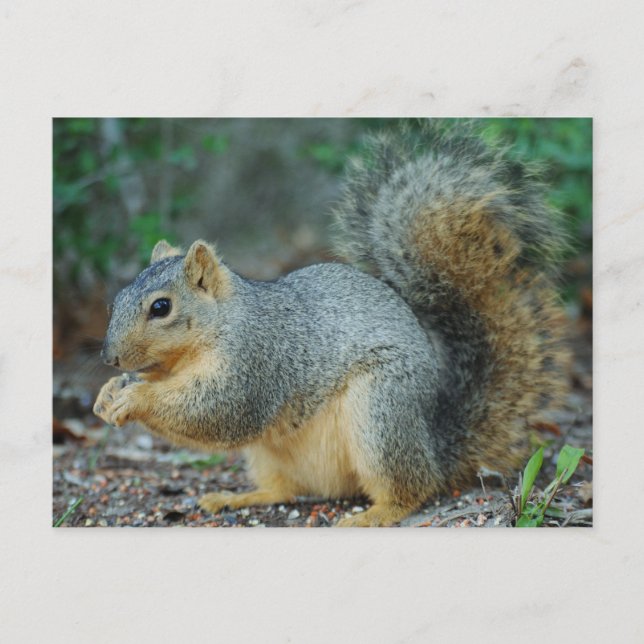 Squirrel post card (Front)