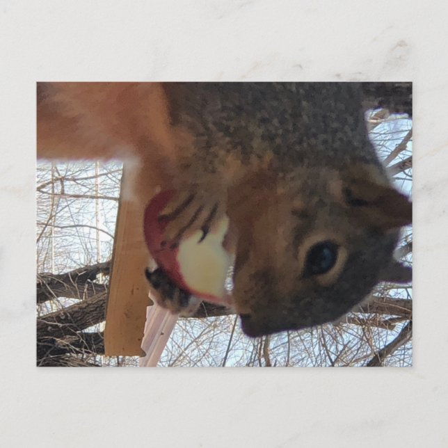 Squirrel Postcard (Front)