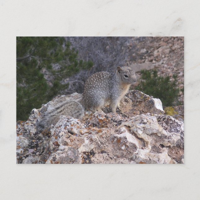 Squirrel Postcard (Front)