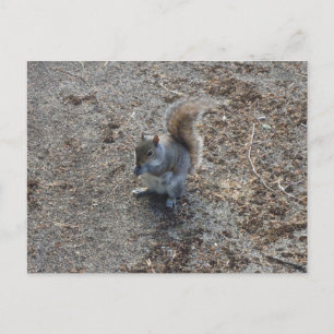 squirrel postcard