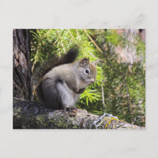 Squirrel Postcard