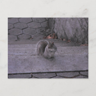 Squirrel Postcard