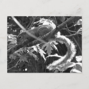 Squirrel Postcard