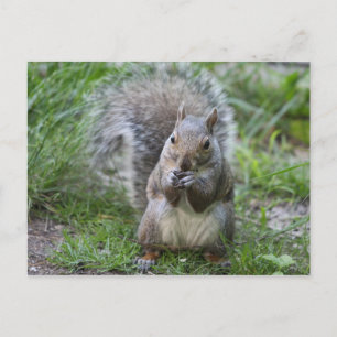 Squirrel postcard