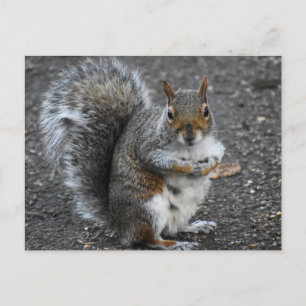 Squirrel  postcard