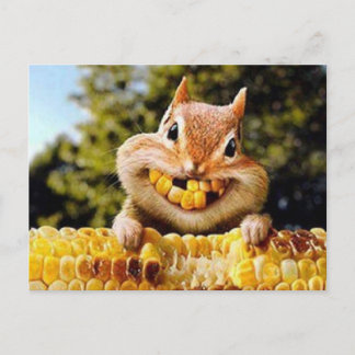 squirrel postcard