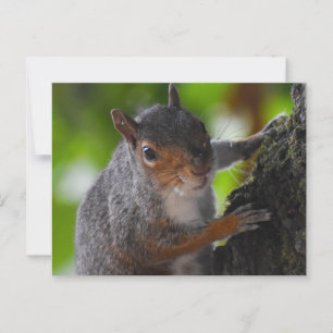 Squirrel postcard