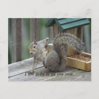 squirrel Postcard
