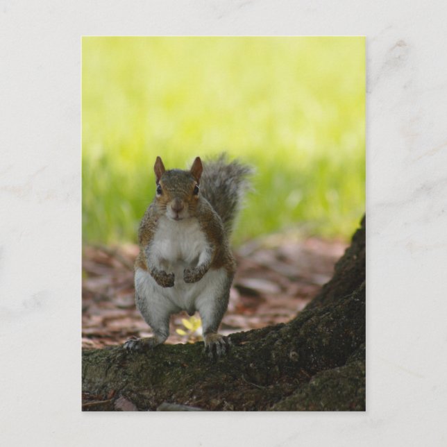 Squirrel Postcard (Front)
