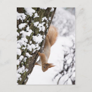Squirrel Postcard