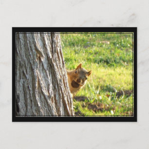 Squirrel postcard