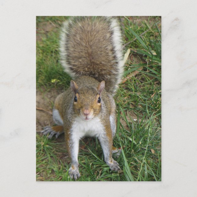 Squirrel Postcard (Front)