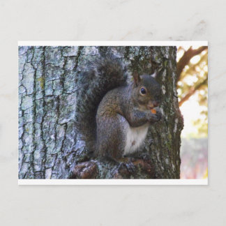 Squirrel Postcard