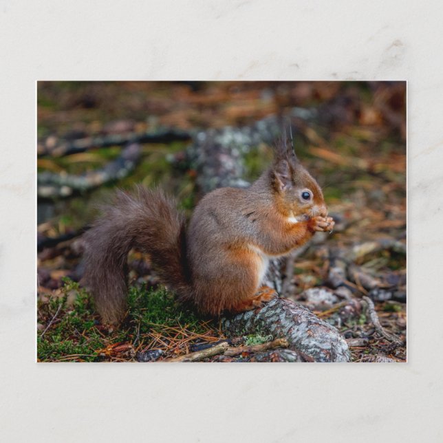 Squirrel Postcard (Front)