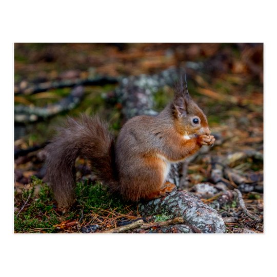Squirrel Postcard