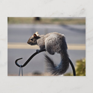 Squirrel Postcard