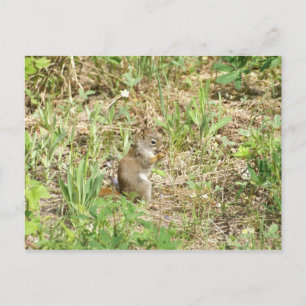 Squirrel Postcard