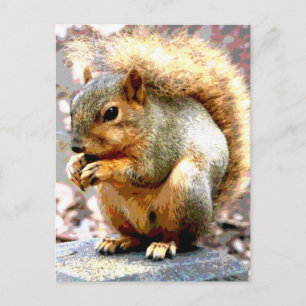 Squirrel Postcard