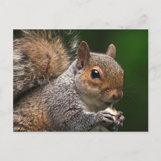 Squirrel Postcard (Front)
