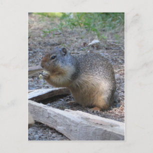 squirrel postcard