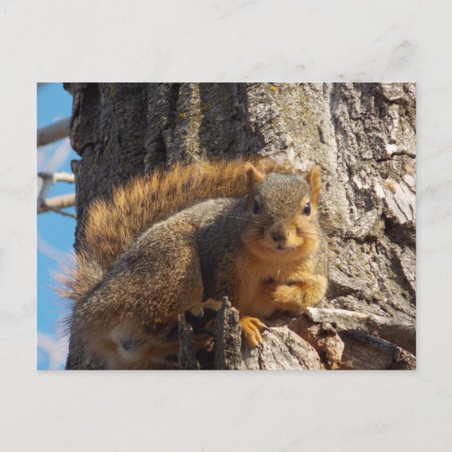 Squirrel postcard (Front)