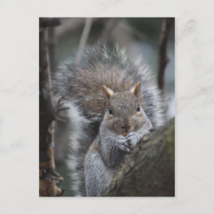 Squirrel postcard