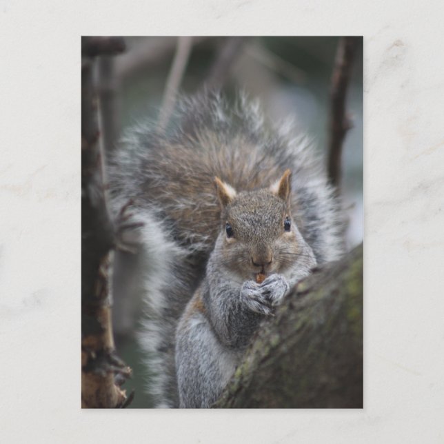 Squirrel postcard (Front)