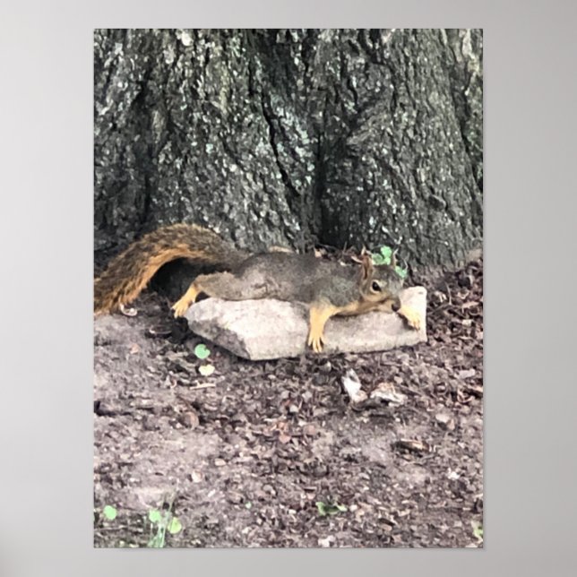 Squirrel Poster (Front)