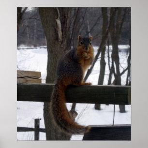 Squirrel Poster