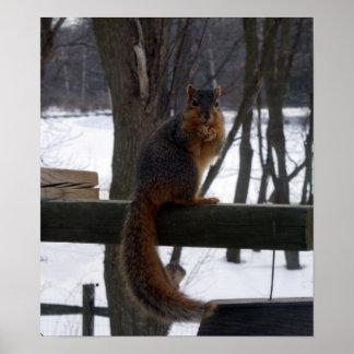 Squirrel Poster