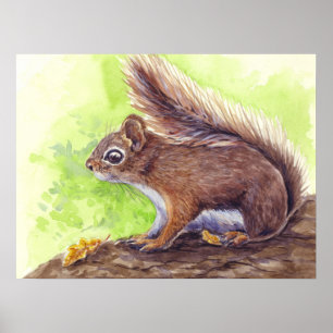 Squirrel Poster