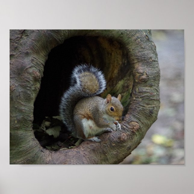 Squirrel Poster (Front)