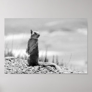 Squirrel Poster