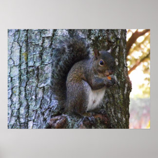 Squirrel poster. poster