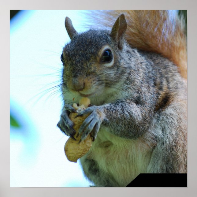 Squirrel Poster Print (Front)