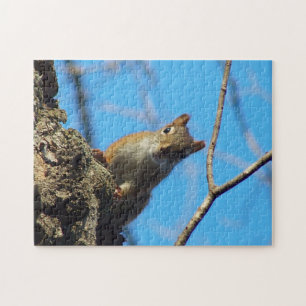 Squirrel Puzzle
