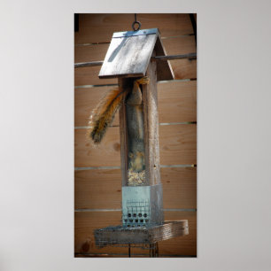 Squirrel Raiding Bird Feeder Poster