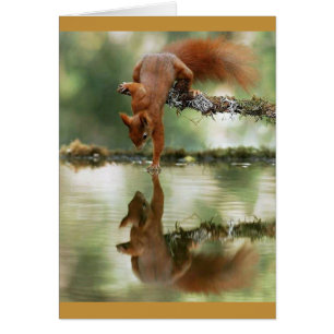 Squirrel Reaching Out to Reflection