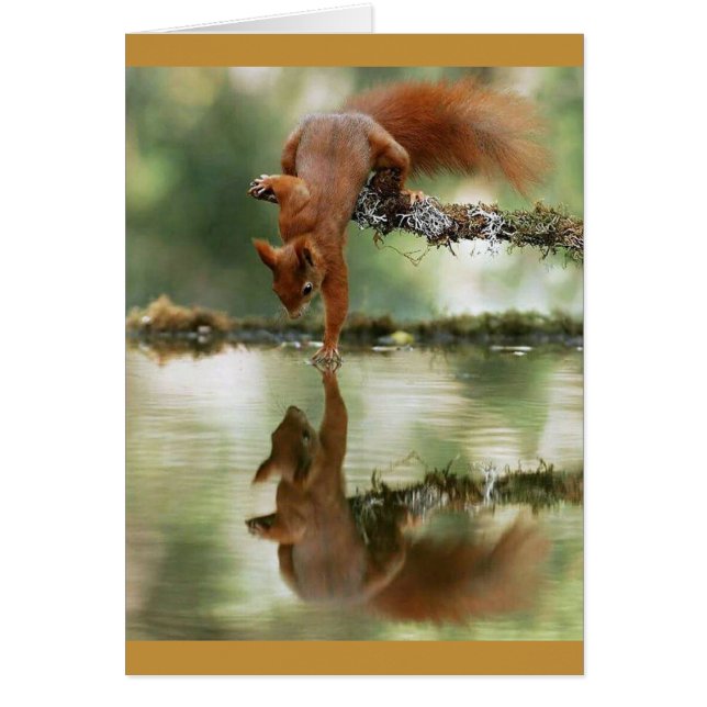 Squirrel Reaching Out to Reflection (Front)