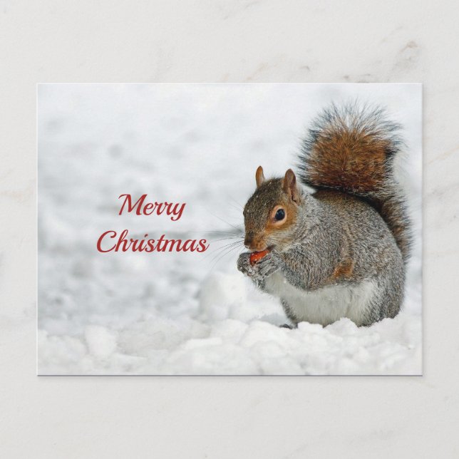 Squirrel Red Berry Snow Photo Christmas Postcard (Front)