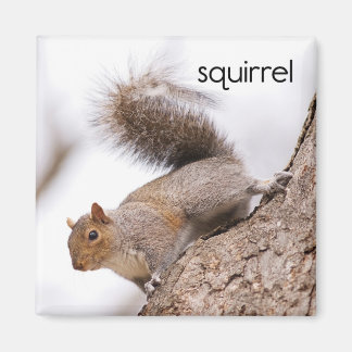 Squirrel Refrigerator Magnet