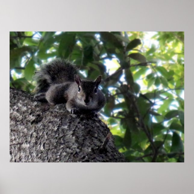 Squirrel Resting in Tree Poster (Front)