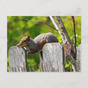 Squirrel Resting on Top of a Fence Postcard