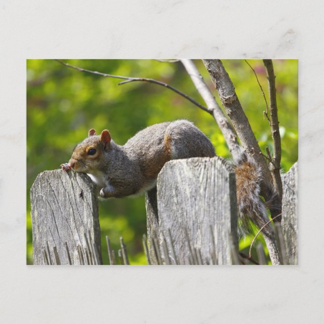 Squirrel Resting on Top of a Fence Postcard (Front)