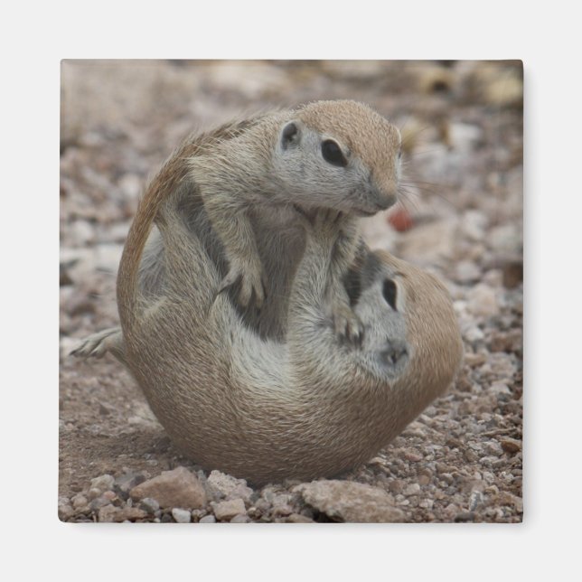 Squirrel Rumble Magnet (Front)