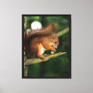 Squirrel’s Treasure Canvas Print
